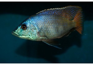 Placidochromis Johnstoni